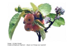 Le fruit du mois : la pomme, un  superaliment 
